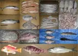 Frozen Fish and Seafood